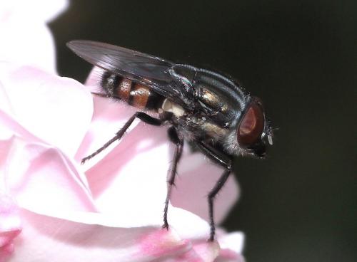 Stomorhina lunata